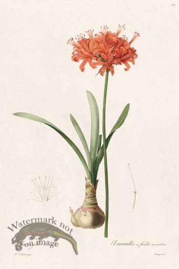 Les Liliacees Redoute 274